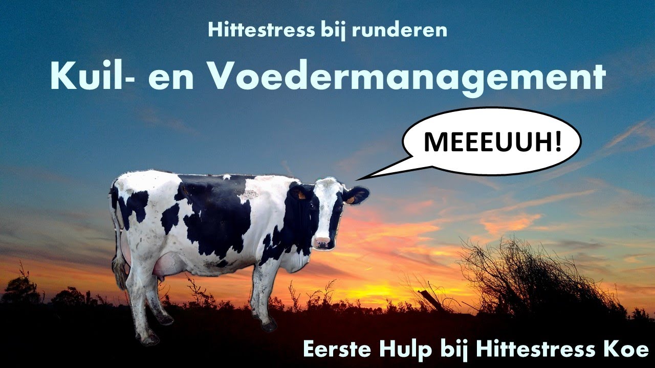 Eerste Hulp bij Hittestress Koe: Kuil-  en voedermanagement (video 4)