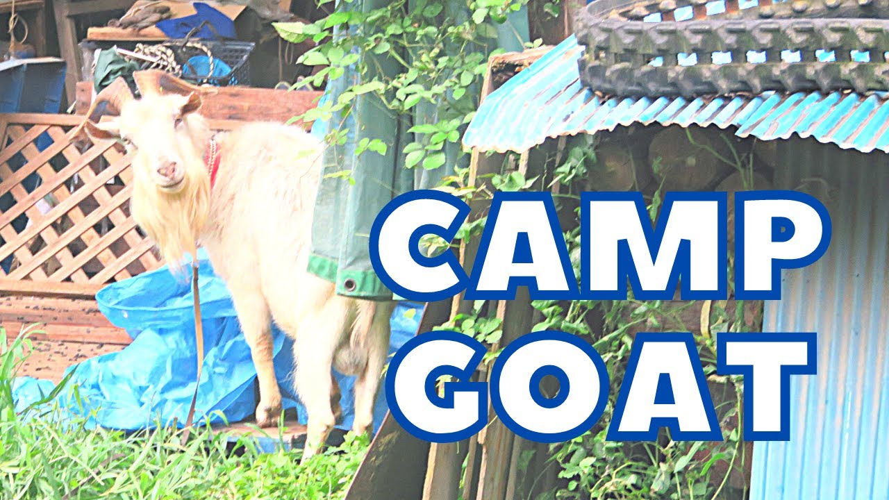 🐐 There&rsquo;s a GOAT at this campsite 🥾 #shorts