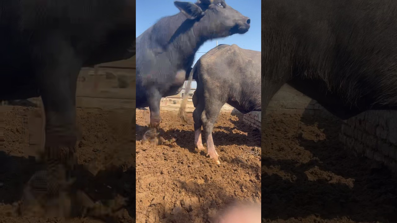 Buffalo 🦬 Meeting part 2 in village \#shorts #viral #youtubeshorts #youtube #punjabi #village #vide