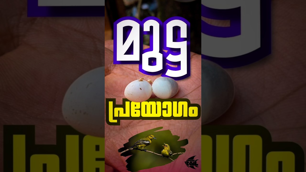 "മുട്ട പ്രയോഗം " 😱 