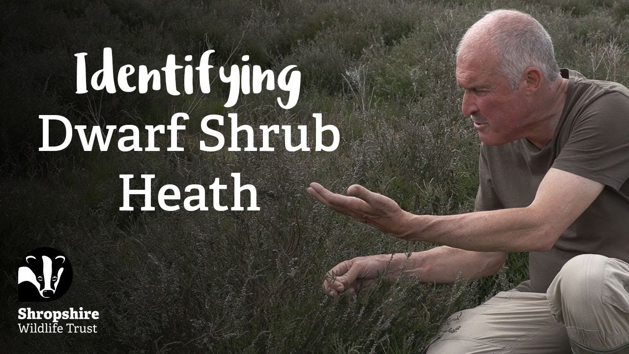 Dwarf Shrub Heath | Habitat Mapping Project | Nature Recovery Network
