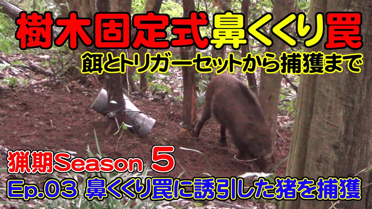 【猟期 シーズン 5】Ep03 樹木固定式鼻くくり罠でイノシシを捕える【猪】【鹿】【わな猟】【狩猟】【鼻くくりワナ】