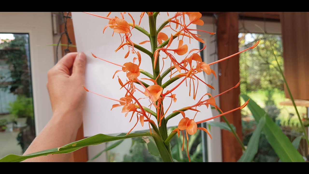 Wianecznik - Hedychium Aurantiacum  15.IX.2021r