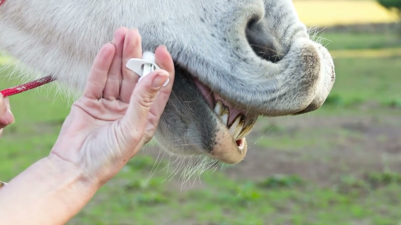 Tips for Giving Your Horse Phenylbutazone 
