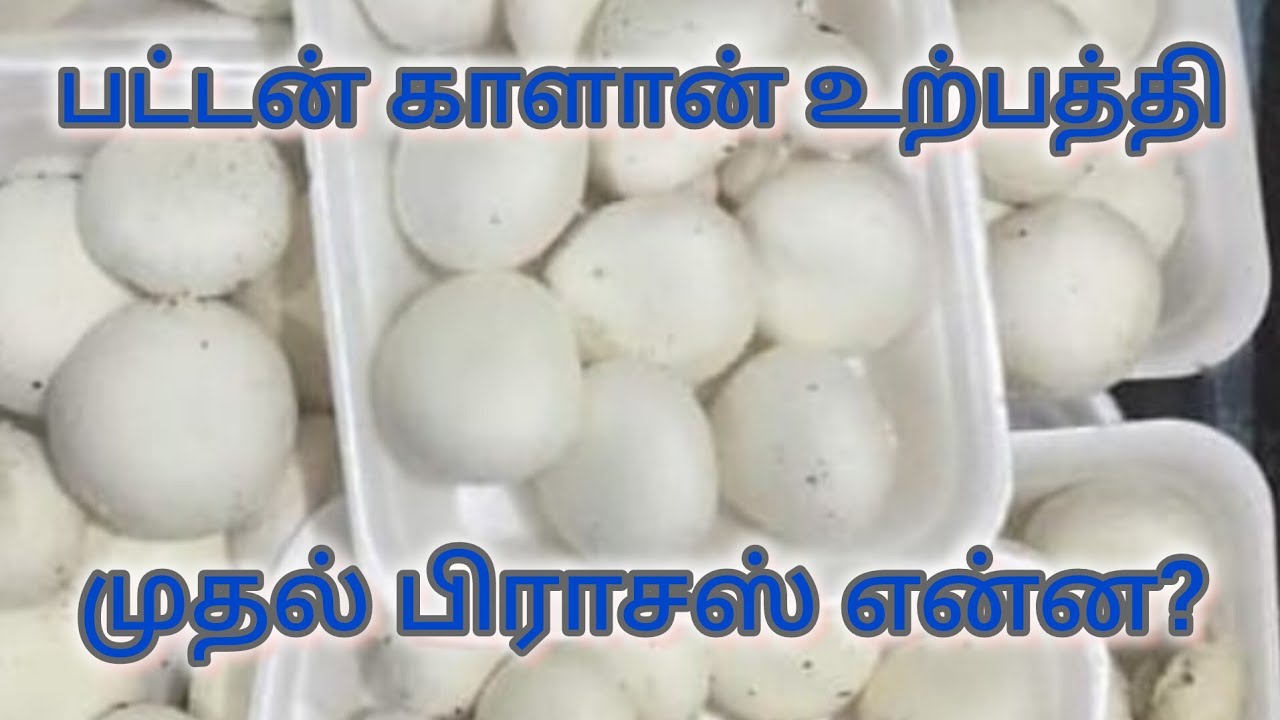 பட்டன் காளான் உற்பத்தி முதல் கட்ட பணிகள் என்ன?