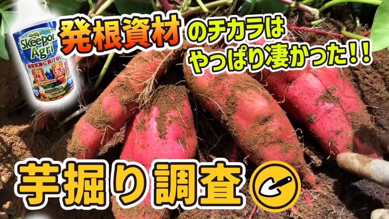 【芋の促進効果が見える】植え付け方法や発根資材を使用する事で、サツマイモの太りや生育が極端に変わるんです！　たねのハシモトミヤ