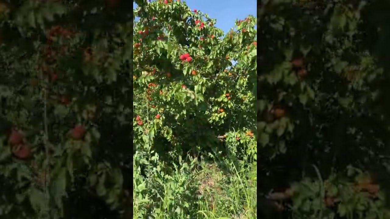 Milord- İhracatlık Geçici Kayısı Çeşidi (Elma Tarım Fidancılık -PSB)