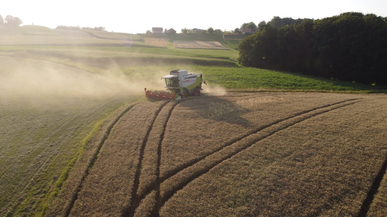 Žetev pšenice 2021/ Harvest / Żniwa / Ernte | 3x CLAAS