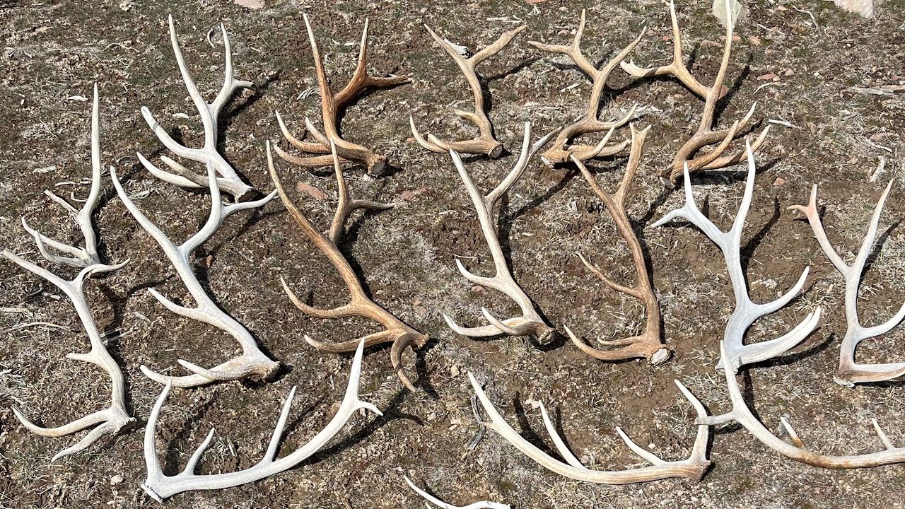 Giant Brown Elk Sheds in Utah 2022 Part 2