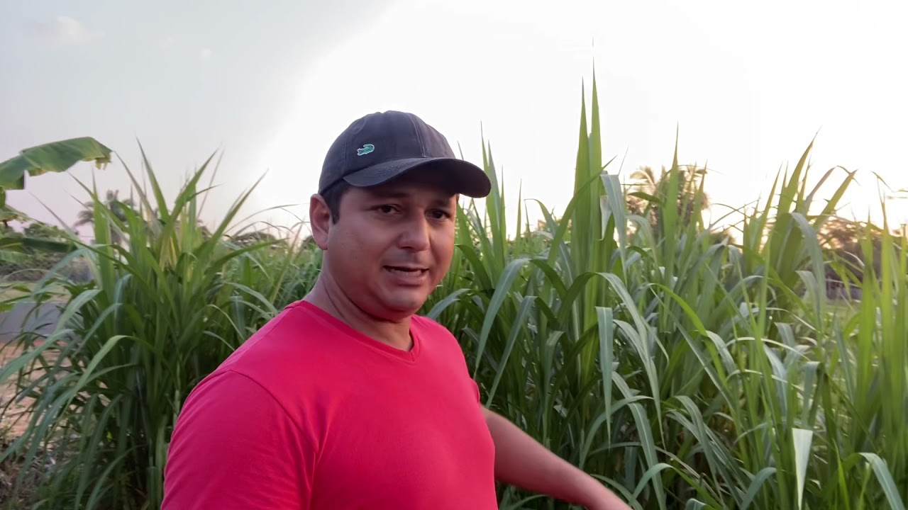 Capim capiaçu é bom ou  e mais uma ilusão?