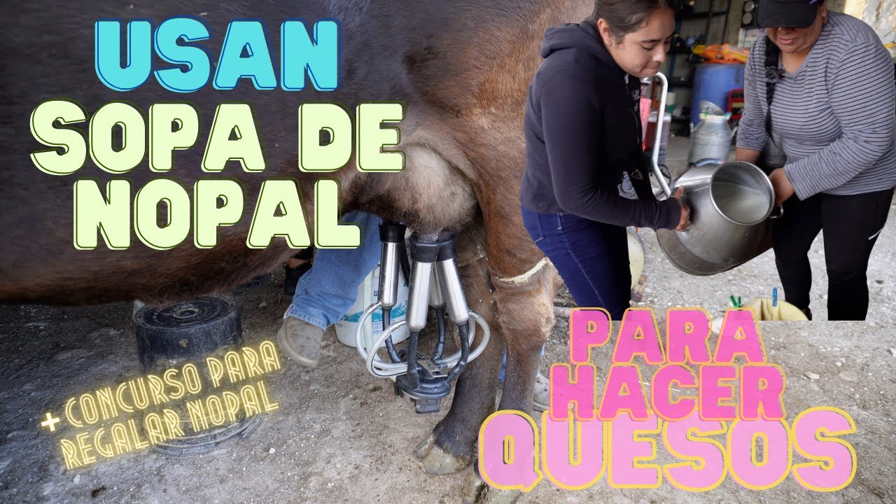USAN SOPA DE NOPAL PARA HACER QUESOS | Rancho Cinco Talentos | Nopal Forrajero | Zacatecas
