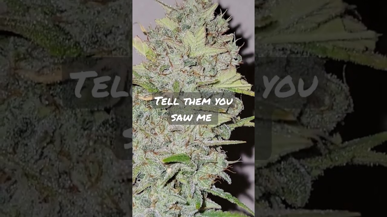 ORANGE CANDY #AUTOFLOWERING FEMINIZED.                    #HEMP EDUCATION  #cannabisseeds