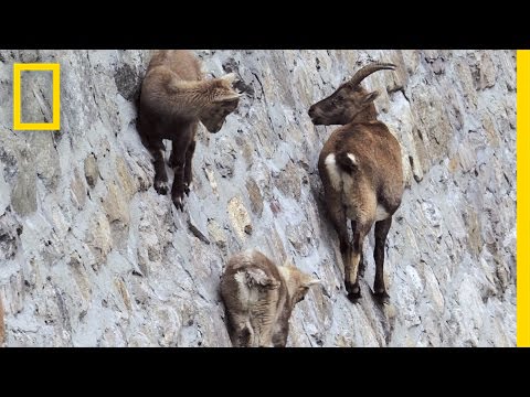 Amazing Footage: Goats Climbing on a Near-Vertical Dam | National Geographic