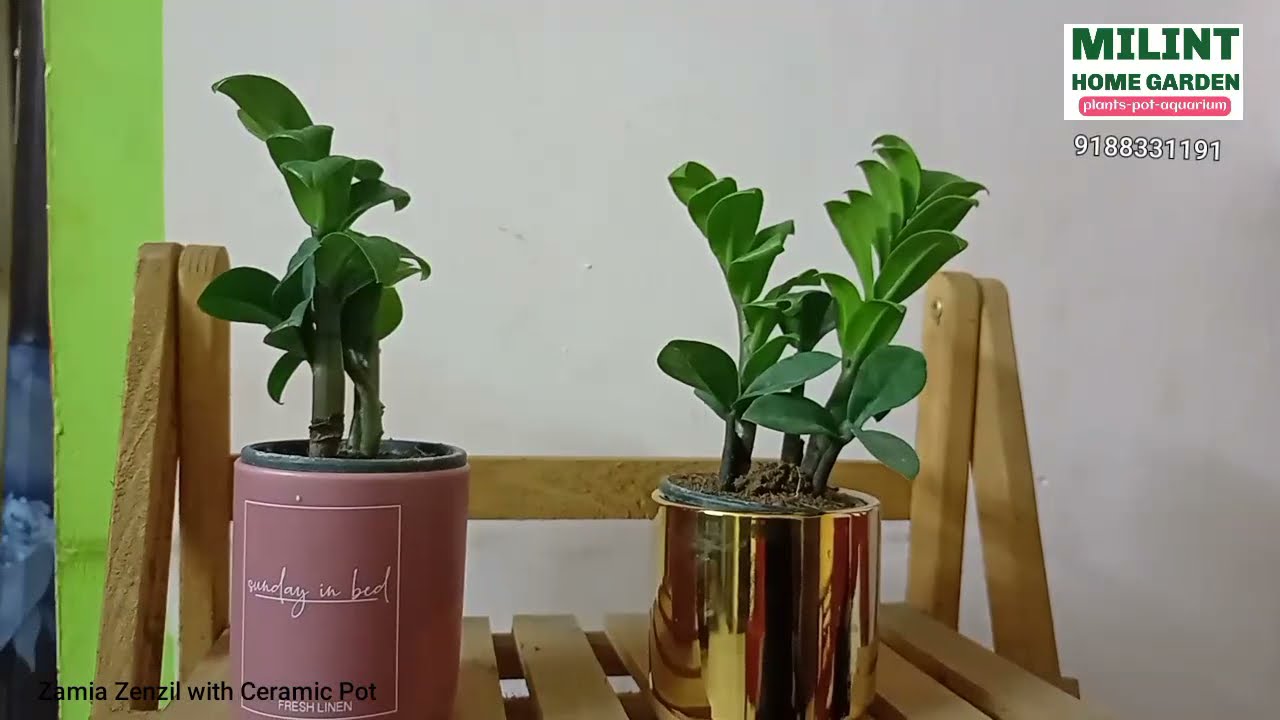 Indoor Plant : Zamia Zenzil