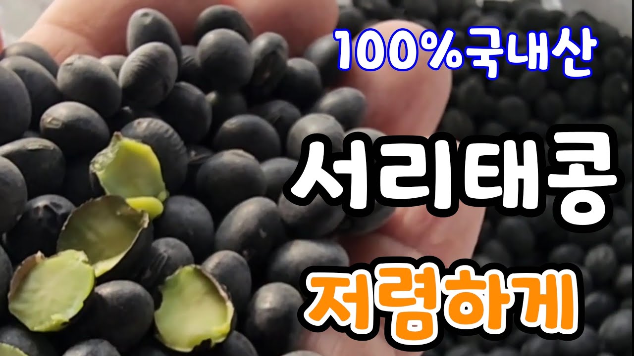 100%국내산 서리태콩 저렴하게! 속파란 서리태콩