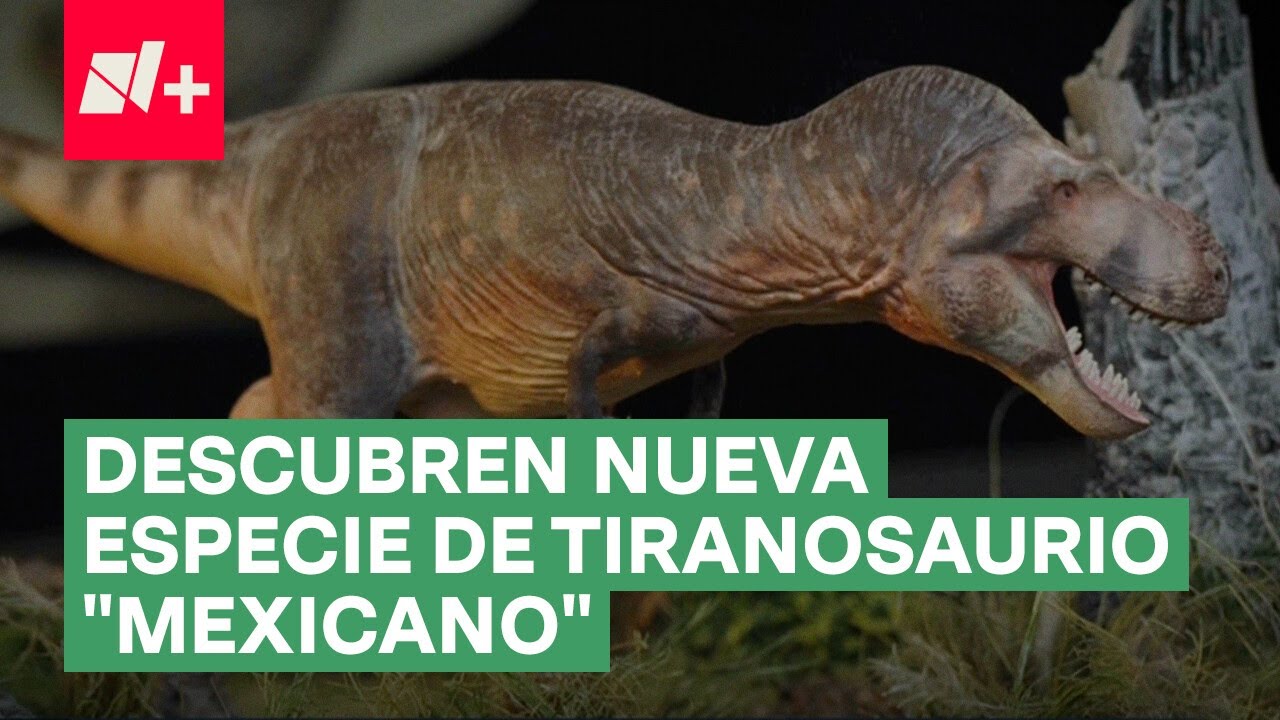 Descubren nueva especie de Tiranosaurio que vivió en la actual Coahuila - N+ #Shorts
