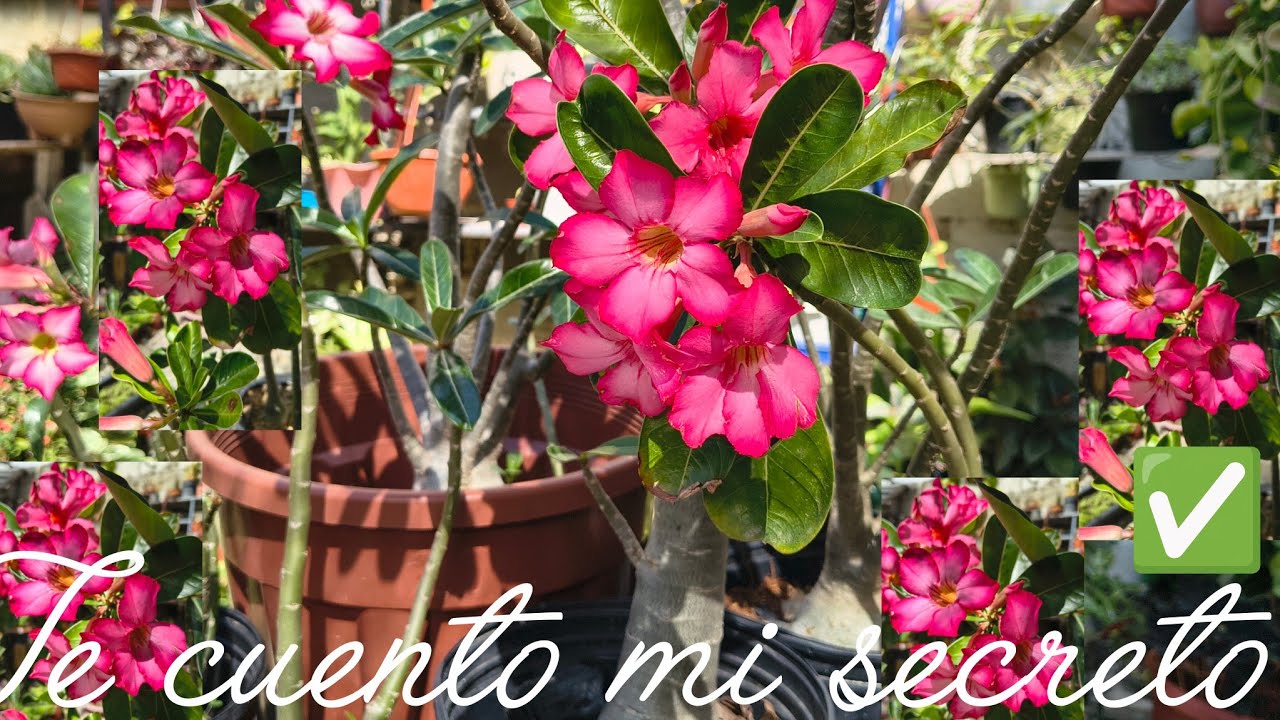 Consejos para que tú flor del desierto esté siempre con flores