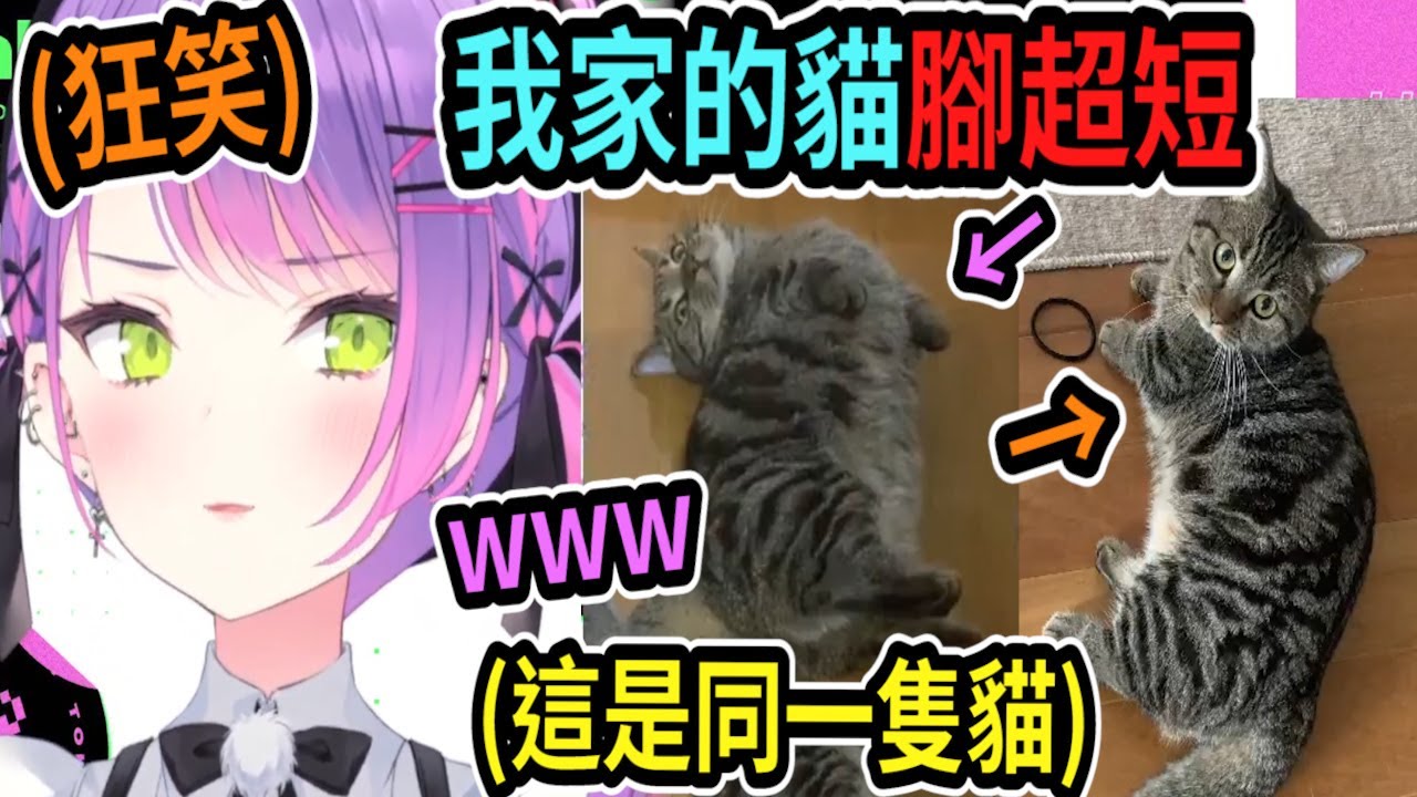 Towa把貓咪的照片給大家看，虎太郎腳好短啊!! Towa還笑得很開心!! 【hololive中文】 【Vtuber精華】【常闇トワ】【とこやみとわ】【常闇永遠】【Towa】
