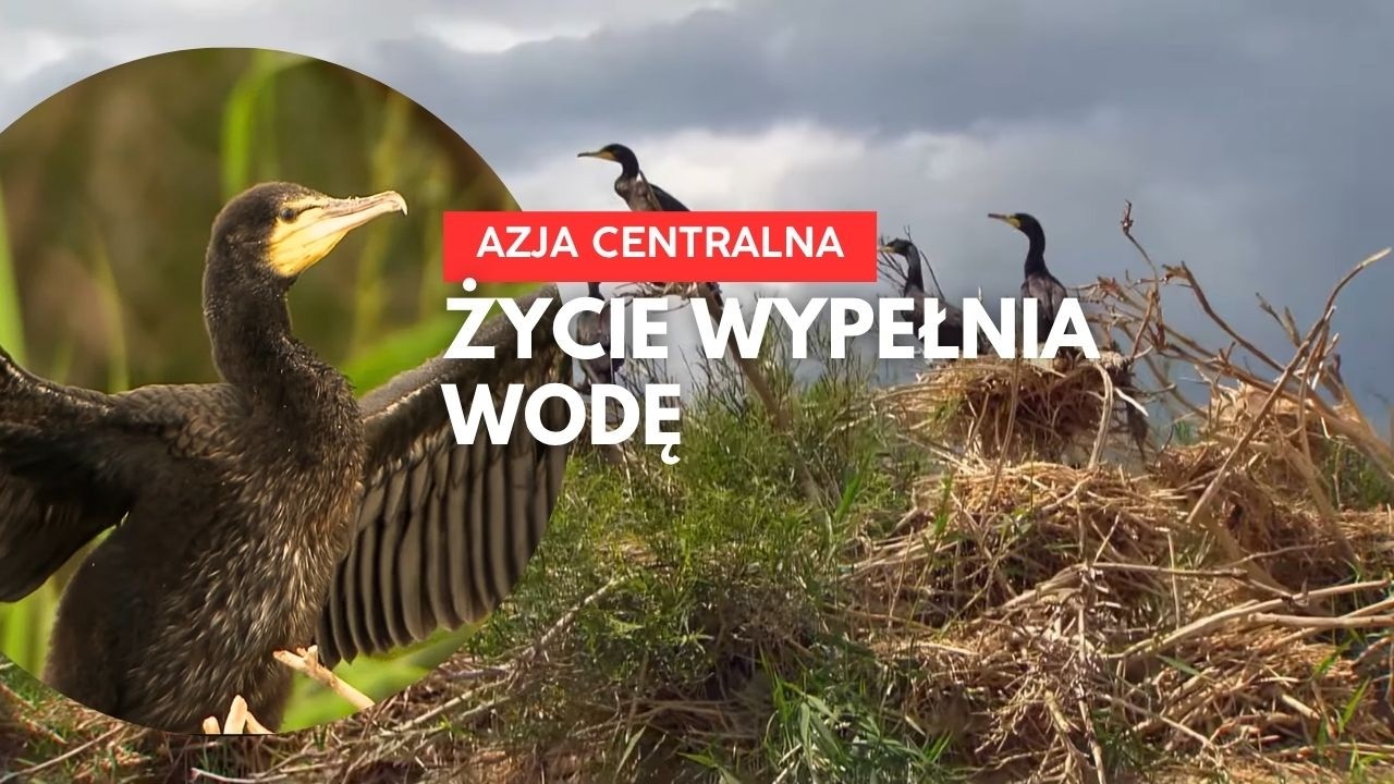 Duch Dzikiej Przyrody: Życie Wypełnia Wodę | Dramat Jeziora Aralskiego | Dokument PL