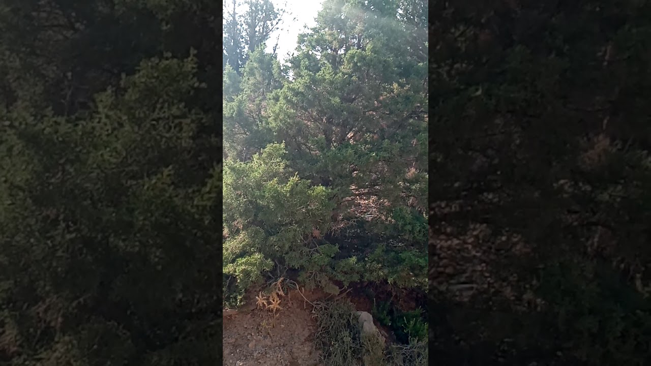 Juniper tree .genevries . Enebro .عرعار  .