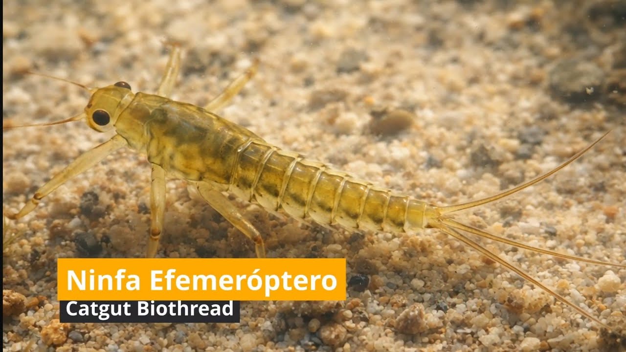 🎣 Montaje Ninfa de “Efemeróptero”