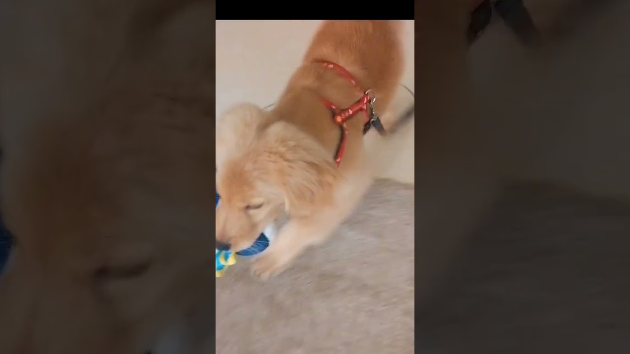 GinGin when he was small, so cute ❤️ #playing #goldenretriever #dog 