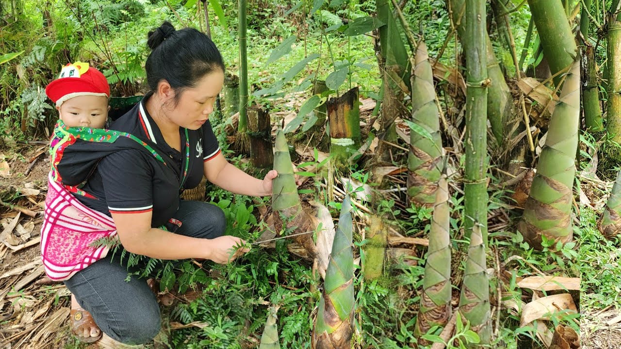 Bamboo shoots are harvested and used to make sweet and sour pickles.