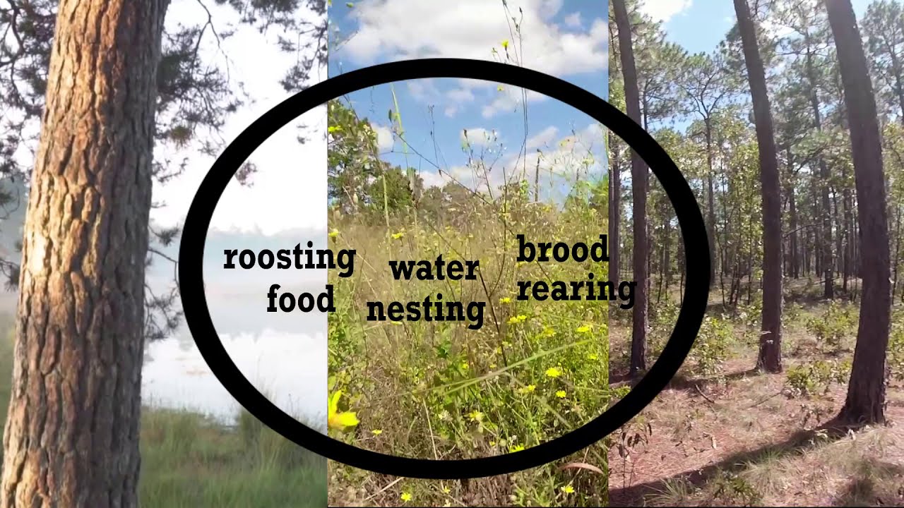 Wild Turkey Habitat Management