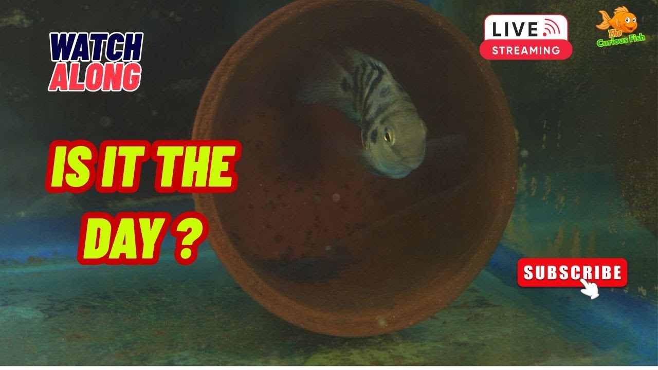 Live Watch-Along: Polar Parrotfish Parents & Their Young ones🐟 Rare Breeding Moment✨#aquariumlive