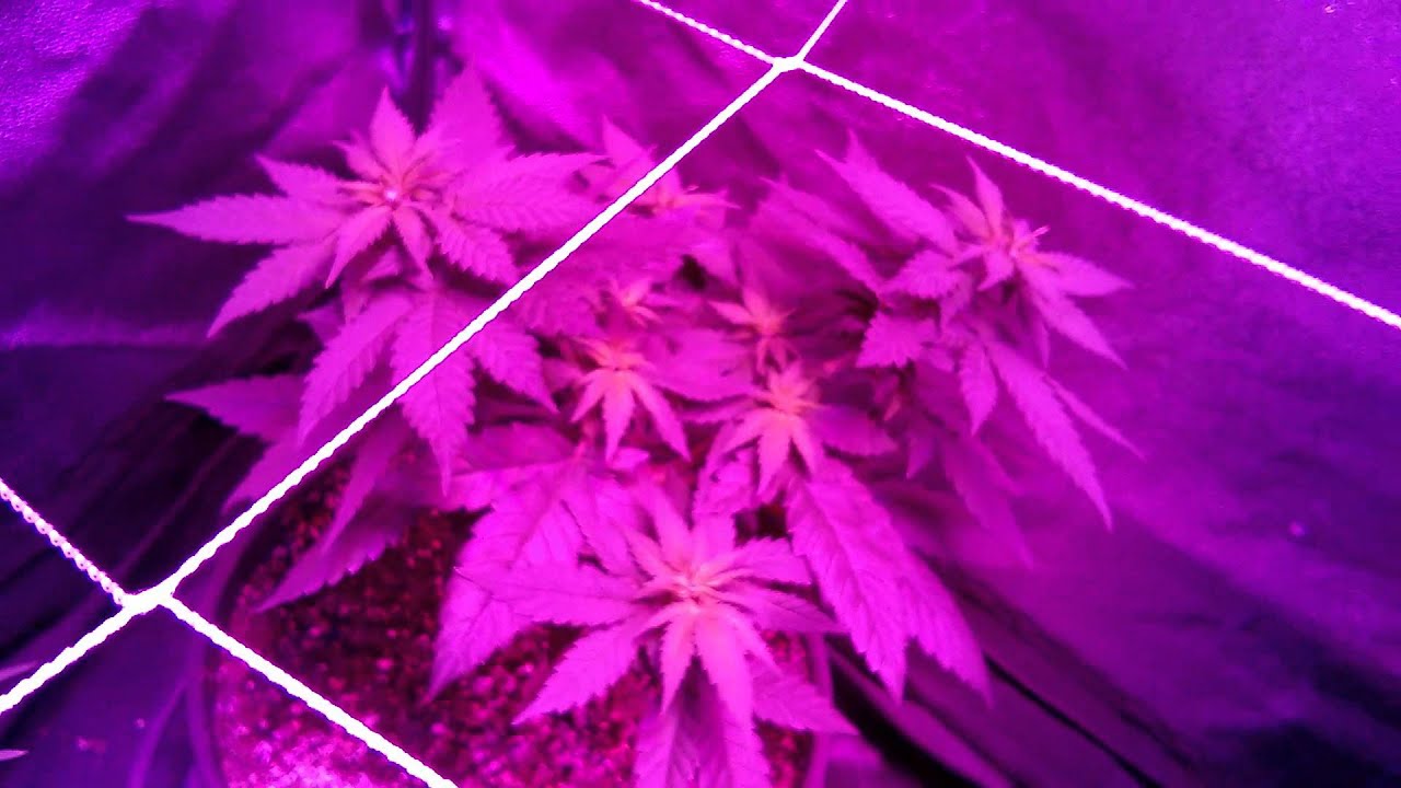 Connoisseur grow update 6 GrowBlu LED