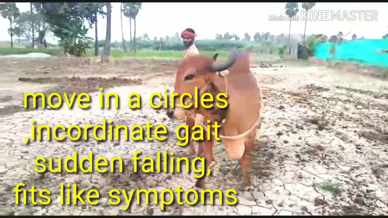 HOW VET SAVED CIRCLING COW (surra) treated and saved life/trypanosomiasis
