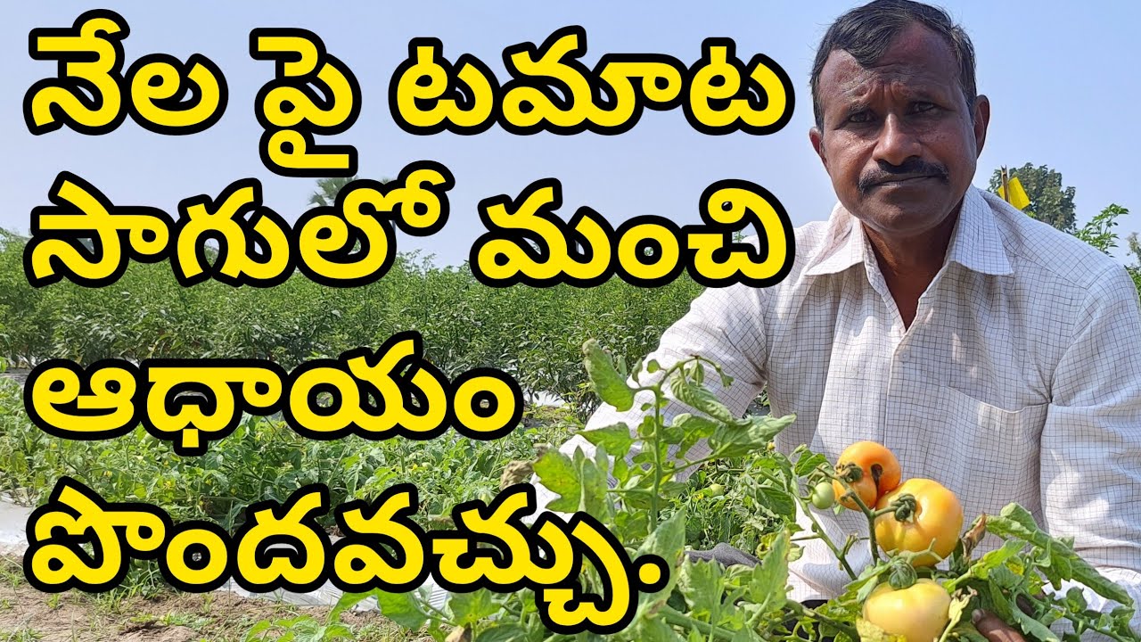 Tomato Cultivation in Telugu || Tomato Farming || Tomato farming Techniques