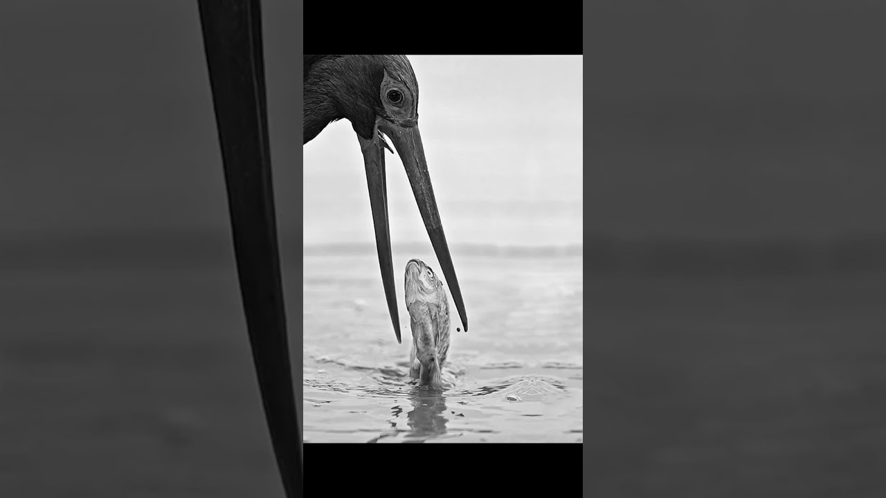 M&uuml;kemmel zamanlamayla &ccedil;ekilen fotoğraflar