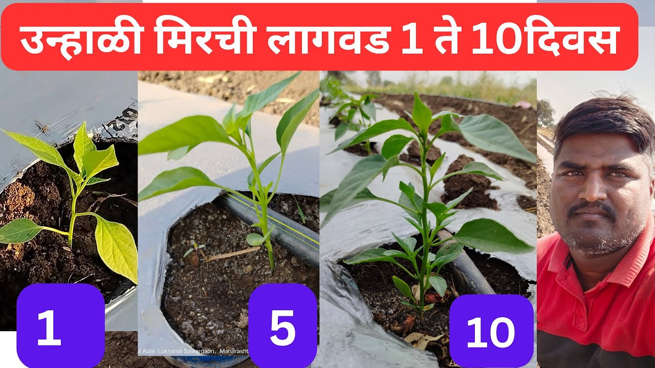 उन्हाळी मिरची  नियोजन 1 ते 10 दिवस |  एकही रोप मरणार नाही! जबरदस्त फुटवा! संपूर्ण नियोजन....