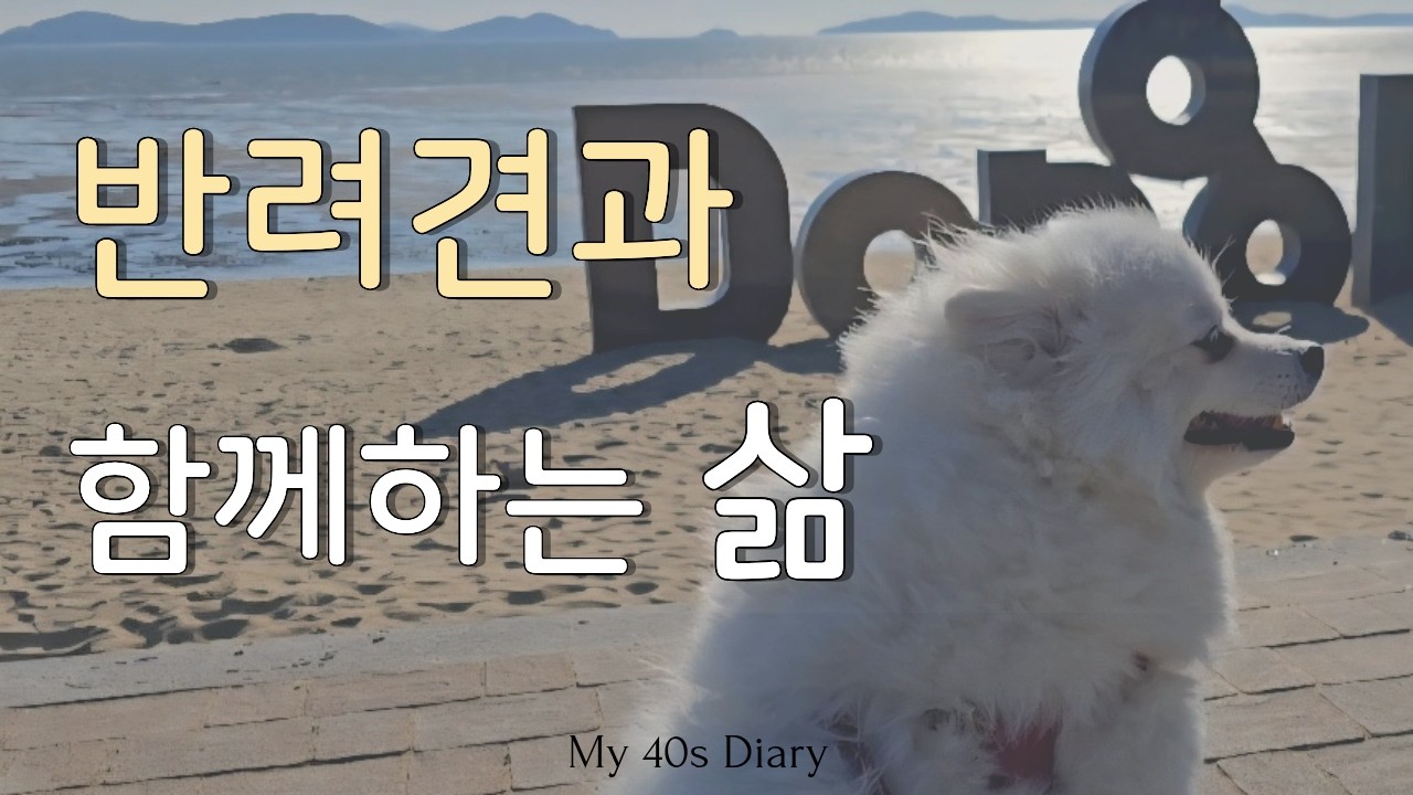 혼자여도 괜찮은 일상 해변 가고 떡국. 반려견과 잔잔한 일상ㅣ40대 혼자 사는 일상