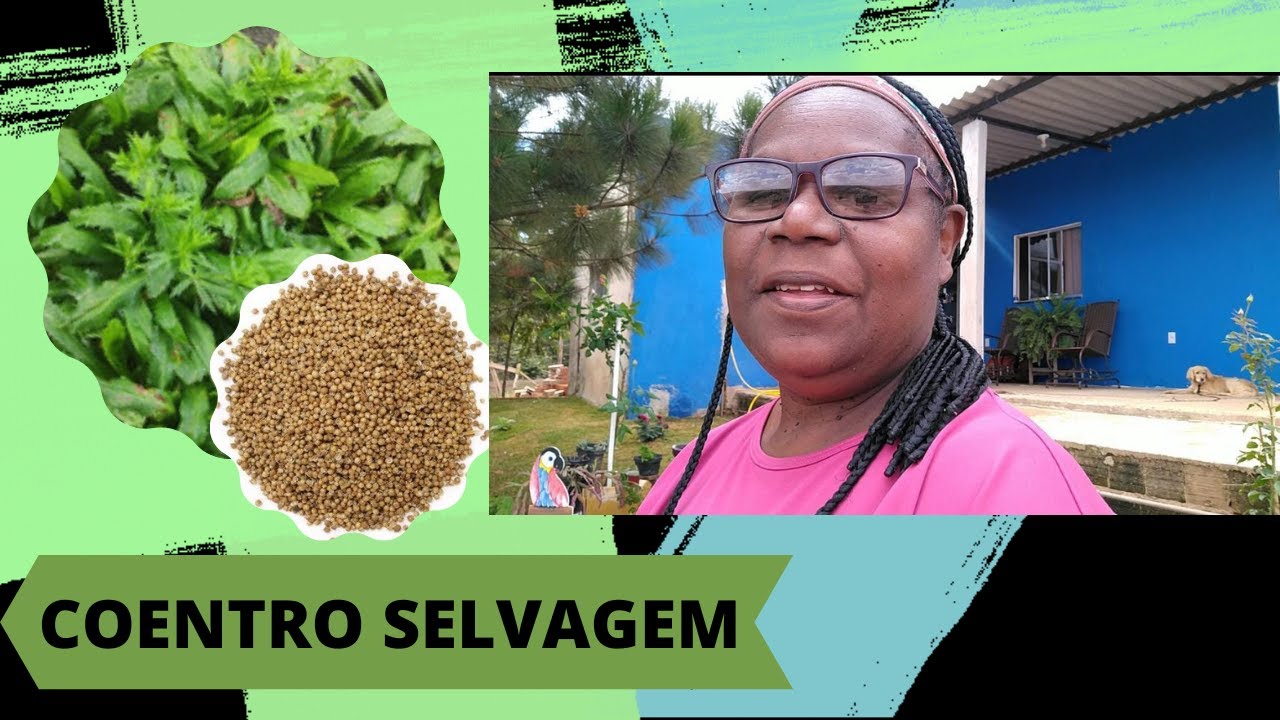 PLANTANDO SEMENTES DE COENTRO SELVAGEM #ROÇA #NATUREZA #RECANTODAPAZ