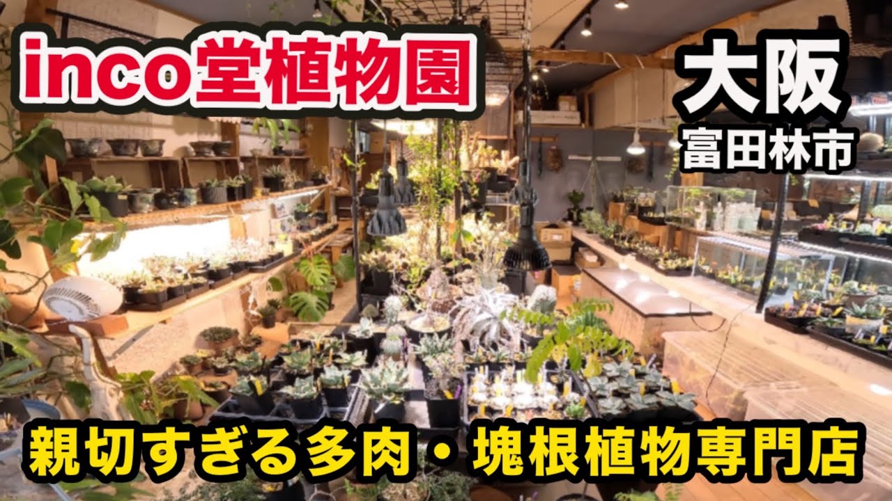 【inco堂植物園】初心者でも安心❗️🌵店主さんが親切すぎる多肉・塊根植物専門店🌴 日本の気候に強い「実生株」の魅力が詰まった専門店❗️🪾