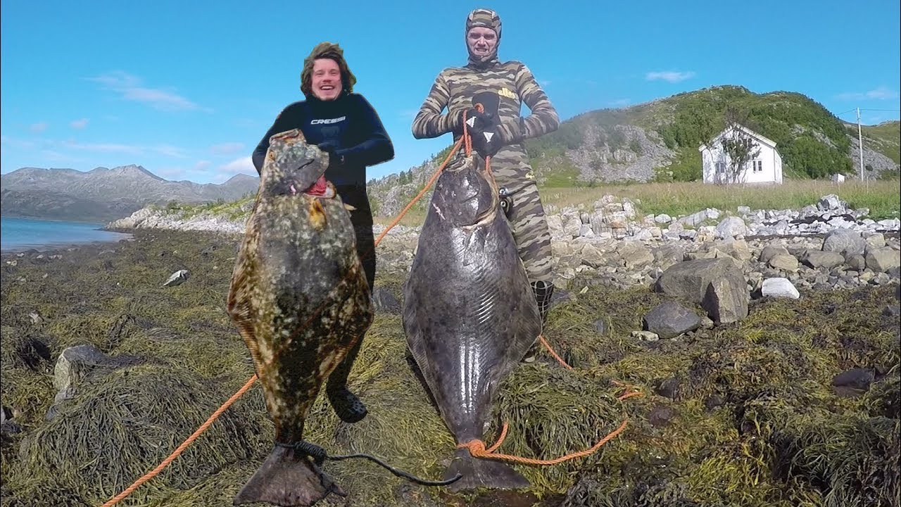 Spearfishing in Halibut Paradise - Kveit camp 1.0