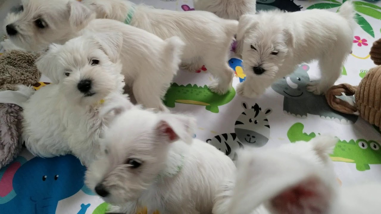 Miniature Schnauzer babies.