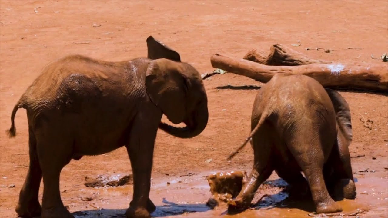Elephant & Monkey Play with Forest Animals  Jungle | Animals Comedy Video