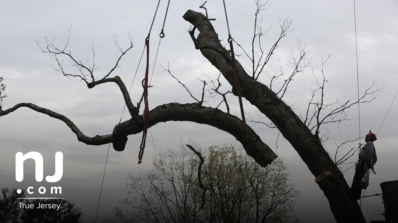 Basking Ridge says goodbye to its 600-year-old oak tree