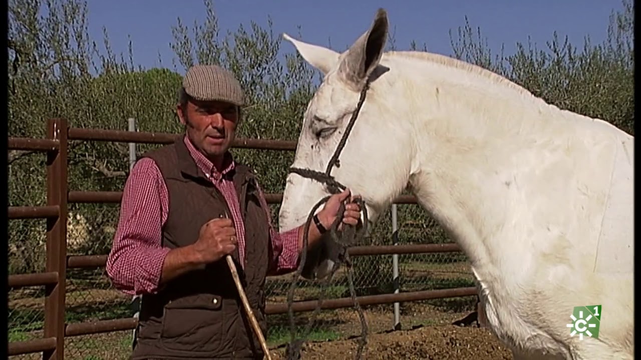 Tierra y Mar | Visita a los caballos marismeños de Hinojos