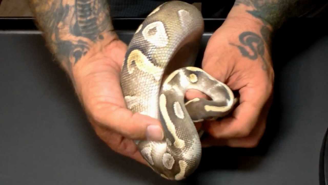 KEN MACEK REPTILES TOPIC: THE X- TREME GENE PART: 2