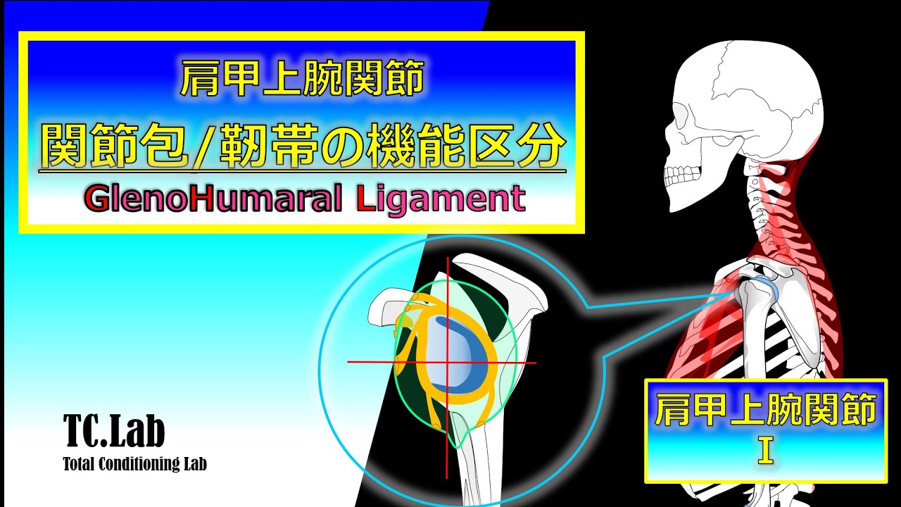 【関節包/関節上腕靭帯の機能区分//Shoulderjoint Capsule/GlenoHumaral Ligament】　肩甲上腕関節Ⅰ