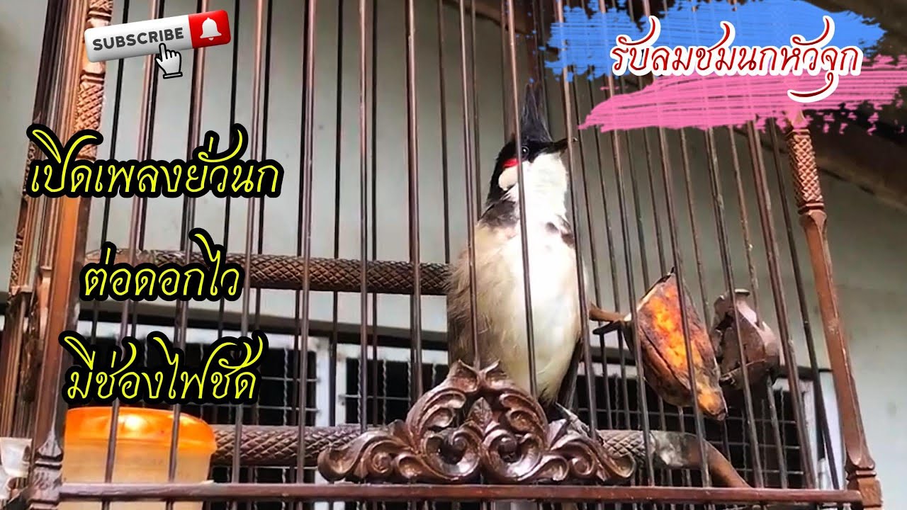 #birds #เสียงนกกรงหัวจุก เปิดเพลงยั่วนก ช่องไฟชัดเจน ต่อดอกไว #นกกรงหัวจุกเสียงครู