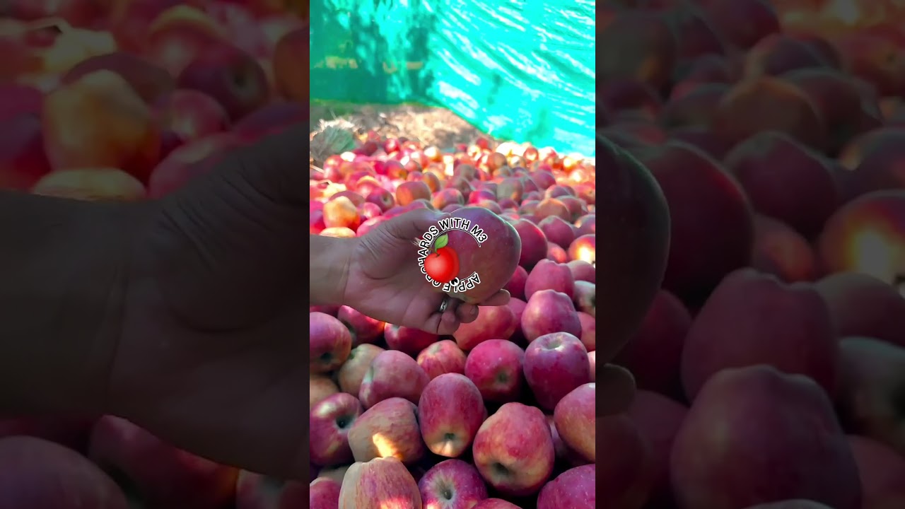 #beautiful #farming #fruit #orchardlife #orchardview #love #orchardfarming #song