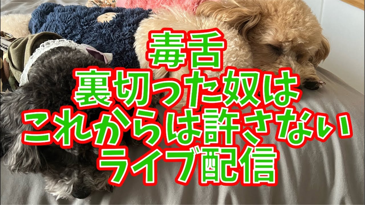 DOKUZETSUチャンネル がライブ配信中！裏切った奴はこれからは許さない‼️