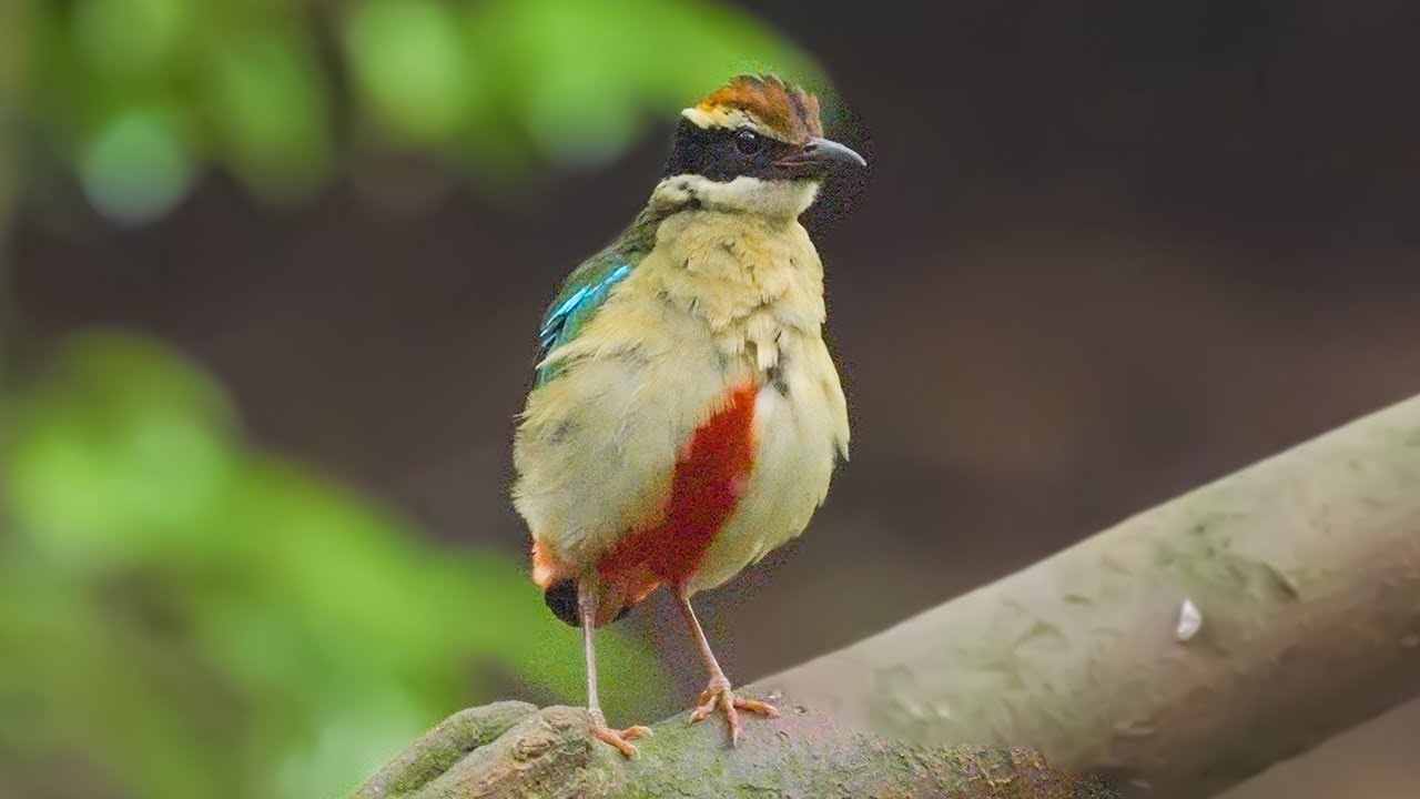 제주도 깊은 숲의 요정 같은 새..! 팔색조를 찾았습니다!