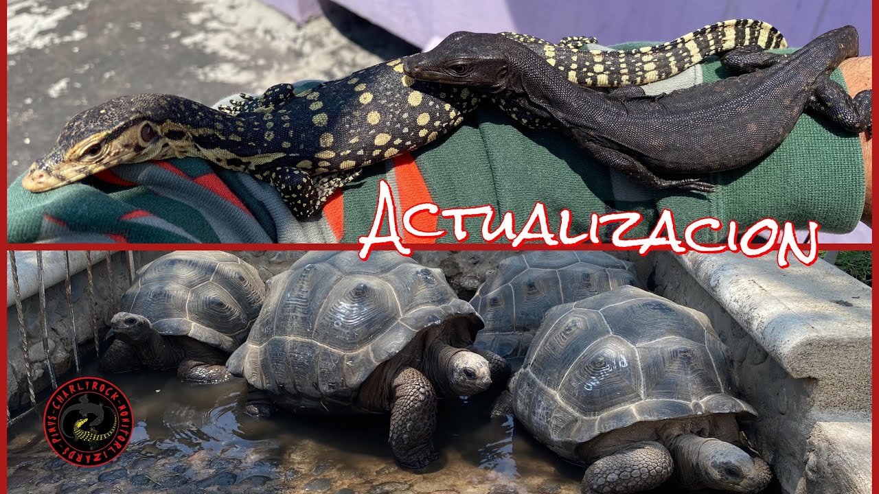 BLACK DRAGONS Y TORTUGAS GIGANTES 🐲🐢🖤