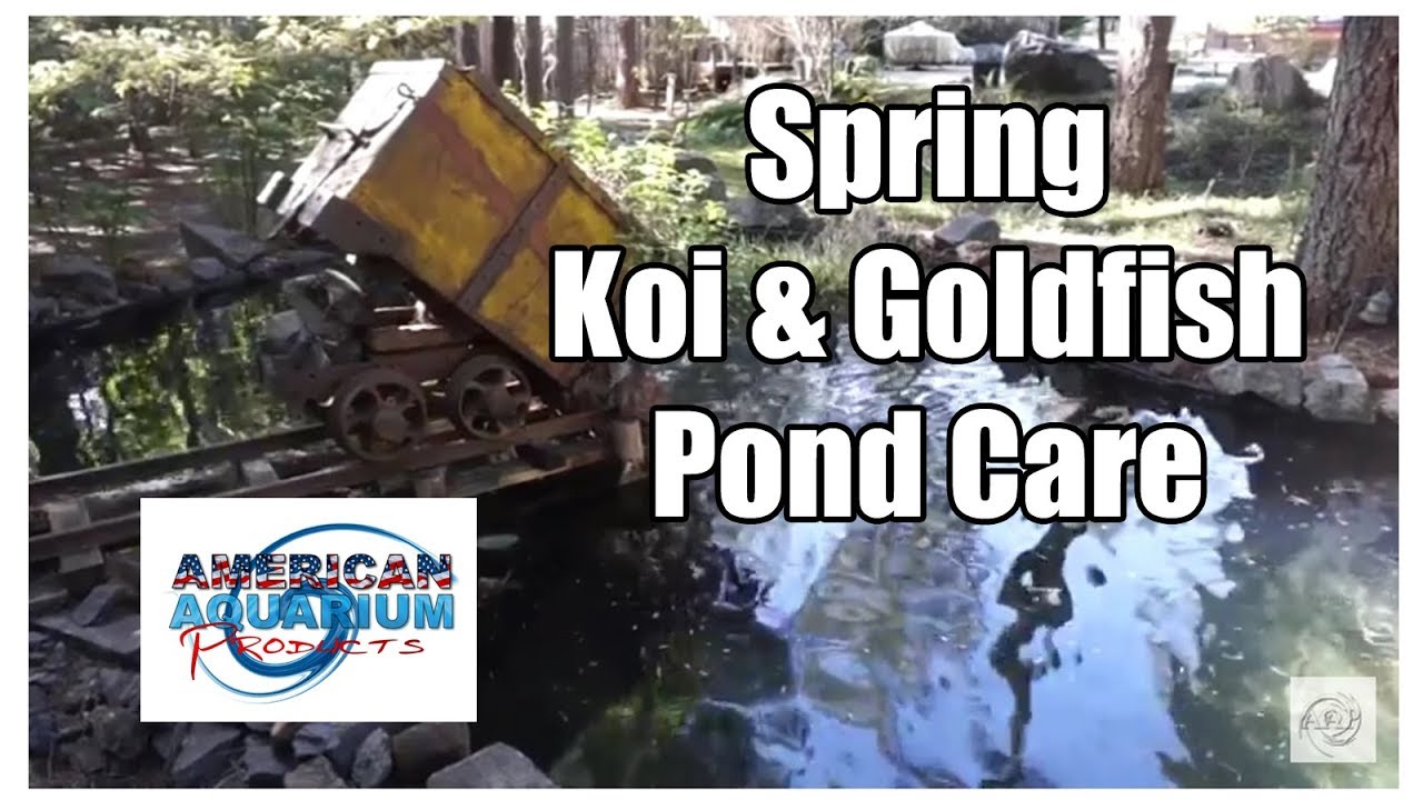 Koi Fish & Goldfish Pond Care- Complete Spring Maintenance